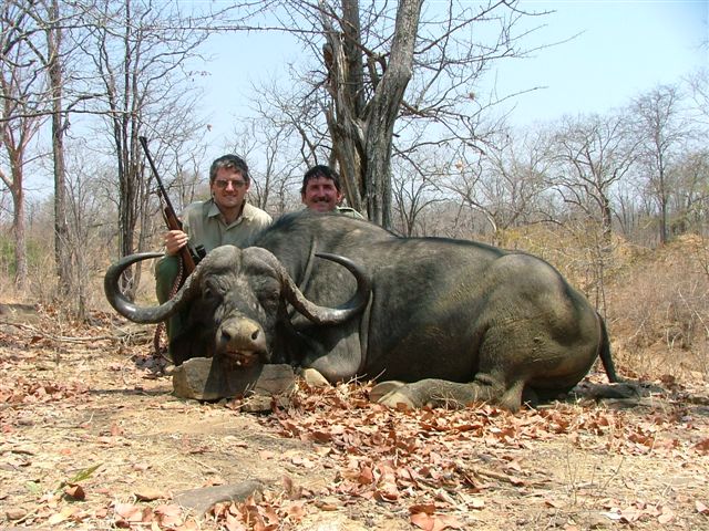 Cape Buffalo