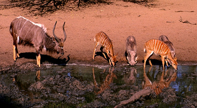 trophy nyala