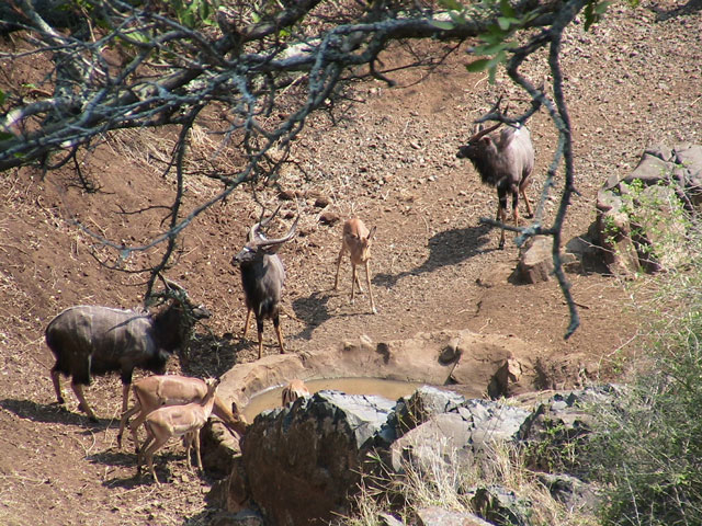 nyala and impala